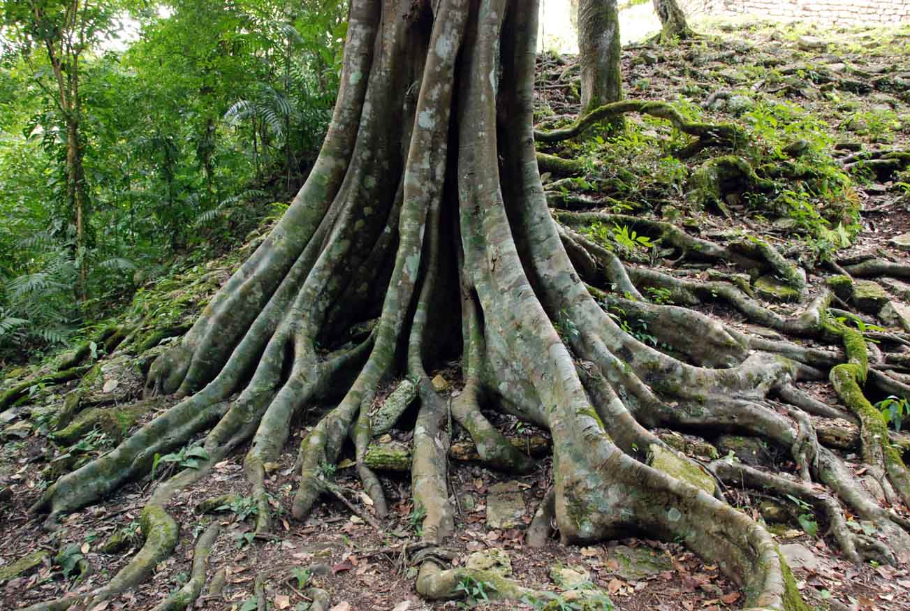 Какой корень лесов. Корневая система пальмы. Shallow root System. Shallow root.